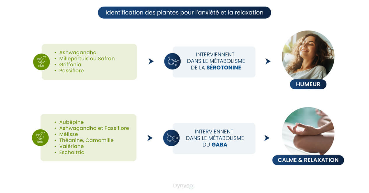 plante contre anxiete